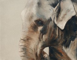 Head of the Herd